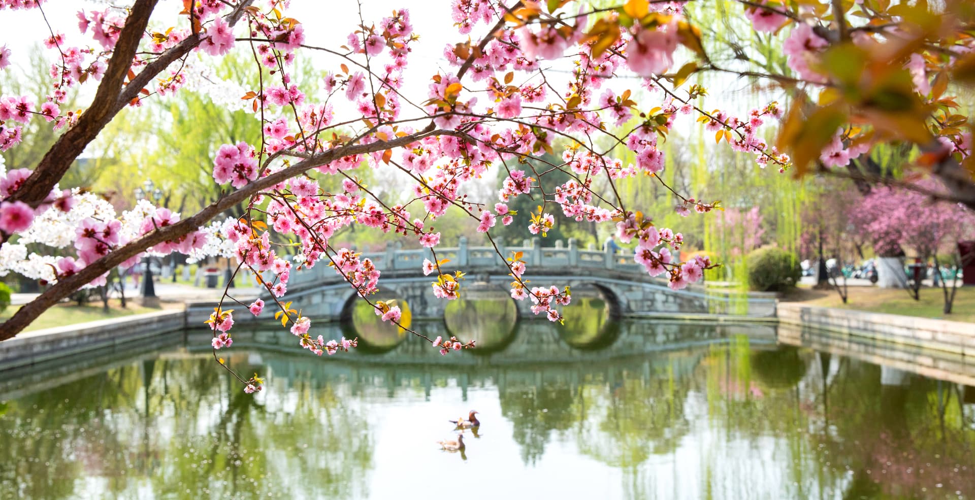 Cover Image for 北京的春天